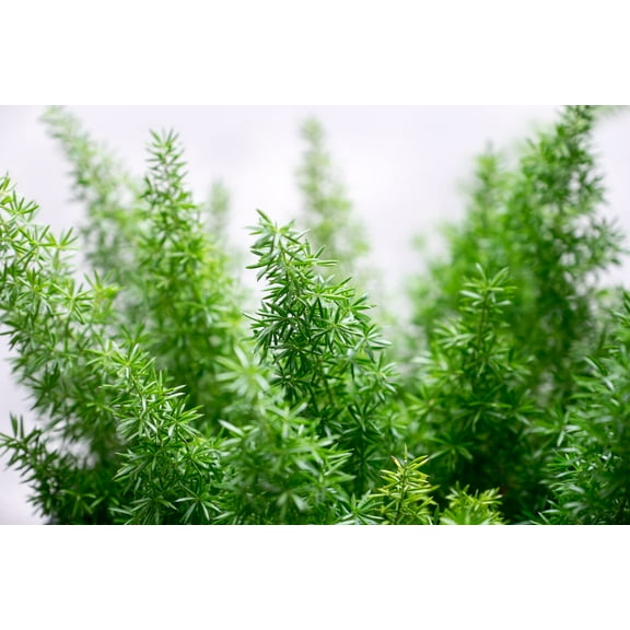 Emerald Fern Seeds for Planting (6 Seeds) - Foxtail Fern, Asparagus sprengeri