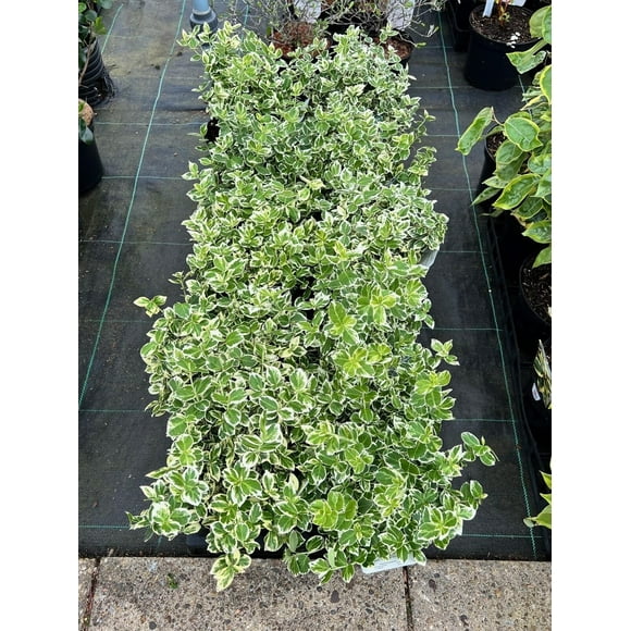 Emerald Gaiety' Wintercreeper Euonymus 2 Gallon