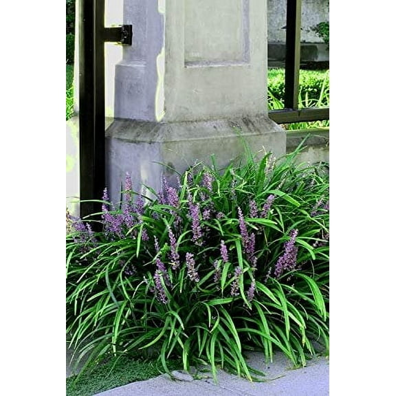Emerald Goddess Liriope Muscari - 3 Live Plants - Drought Tolerant Low Maintenance Evergreen Ground Cover Grass