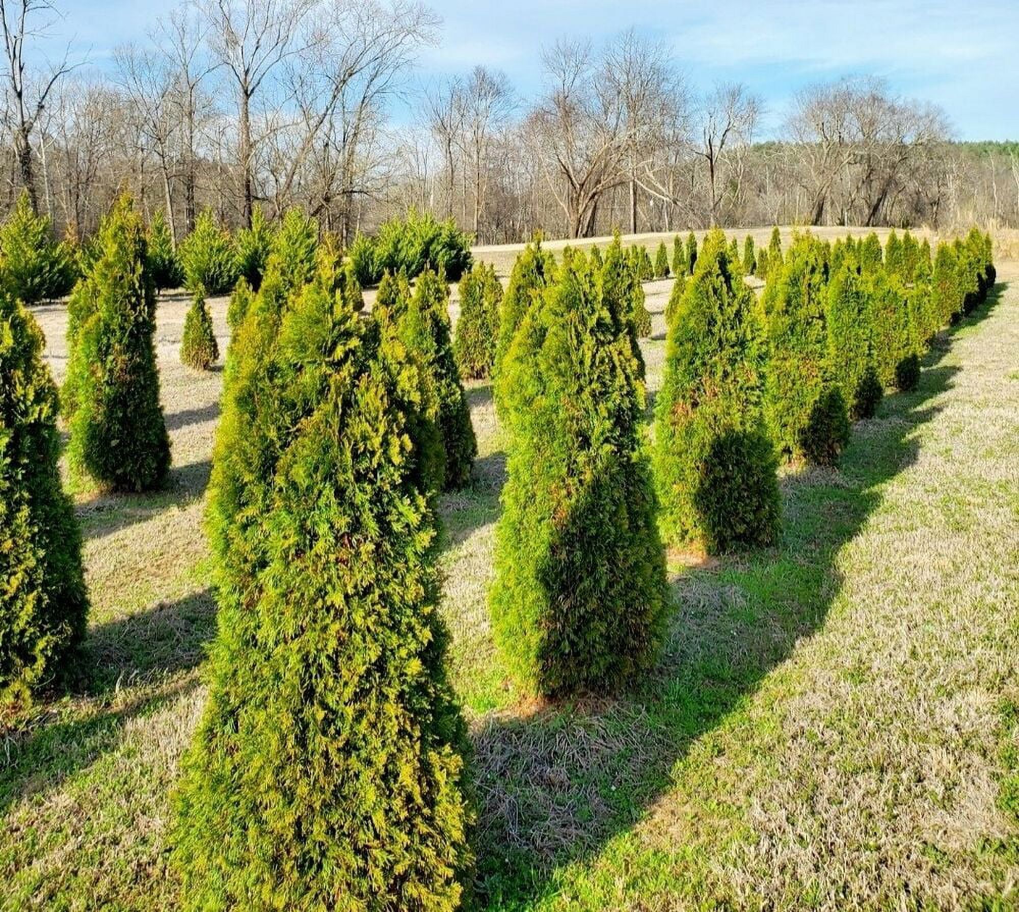 Emerald Green Arborvitae 10"12" tall 1 gallon *Mature Roots* Free
