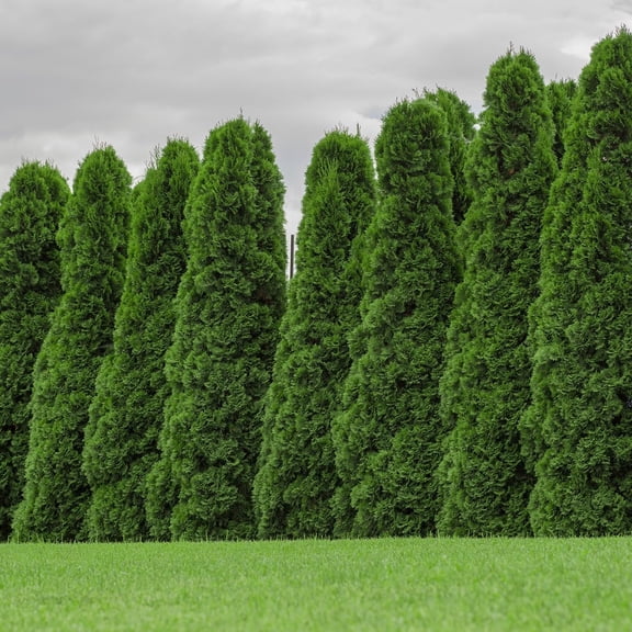 Emerald Green Arborvitae 18-Pack | Large Evergreen Liner | Privacy Landscape Kit in a Box