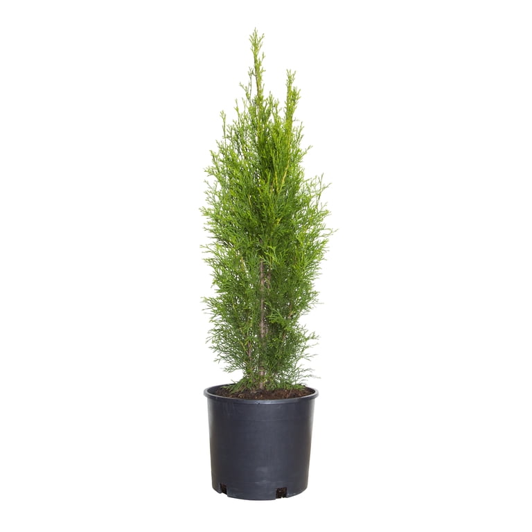 Expert Gardener Emerald Green Arborvitae (2.5 Gallon) Evergreen