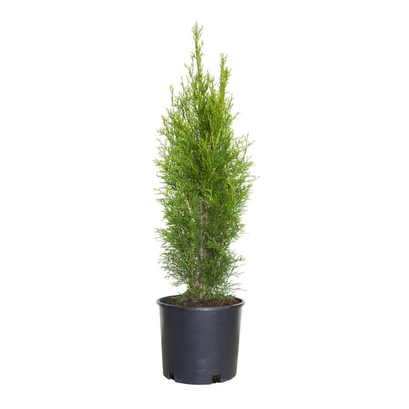 Expert Gardener Emerald Green Arborvitae (2.5 Gallon) Evergreen Thuja Shrub - Full Sun Live Outdoor Plant