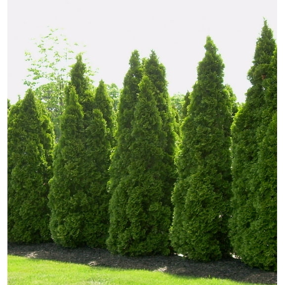 Emerald Green Arborvitae - 3 Gallon Evergreen Shrub