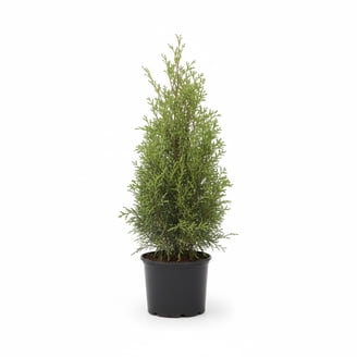 thuja smaragd 1 50 m kaufen Thuja 