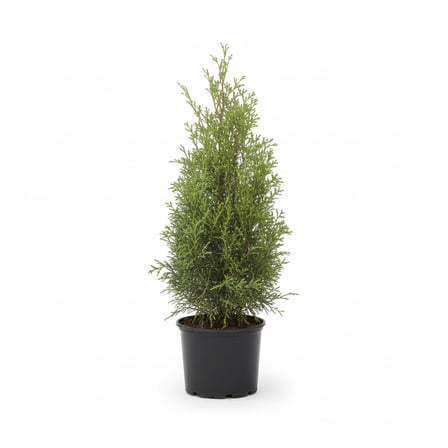 Direct Gardening Emerald Green Arborvitae Tree Live Evergreen Shrub, 1-Gallon Potted Plant, 1' to 2' Tall