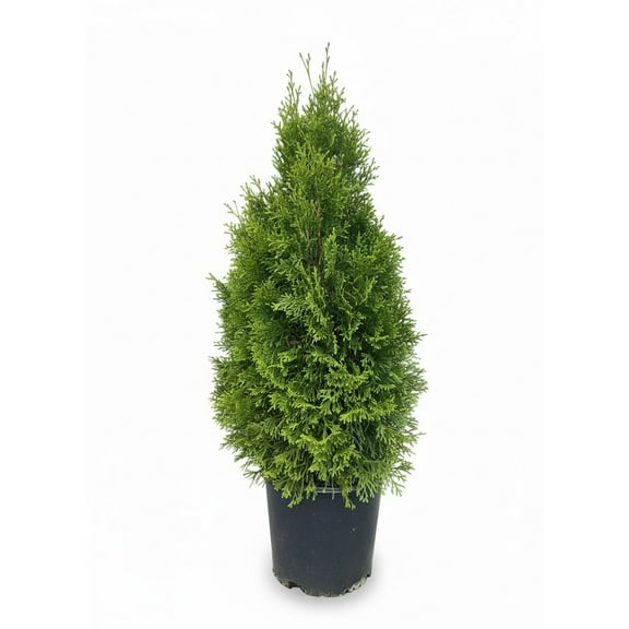 Emerald Green Arborvitae Live Shrubs, Narrow, Pyramidal Evergreen, Fast-Growing, Low-Maintenance