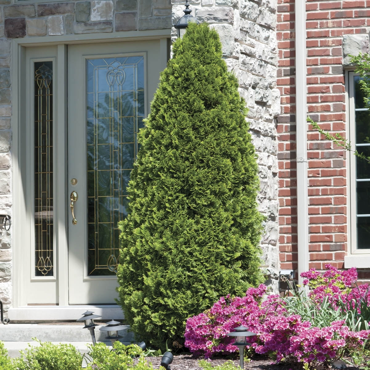 Emerald Green Arborvitae (Thuja) 2.25 Gallon Potted Evergreen Shrub (1