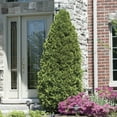 thumbnail image 1 of Emerald Green Arborvitae (Thuja), Evergreen Shrub grown in a 2.50 Qt. Pot (1-Pack), 1 of 3