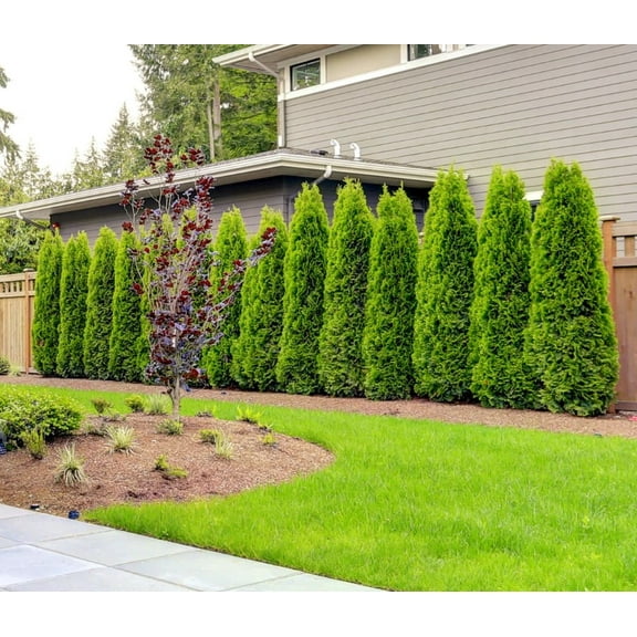Emerald Green Arborvitae Tree/Shrub Live Plant 12-18" Tall in a Gallon Pot - Seedling Plant - Outdoor Garden- Privacy Screen Plants