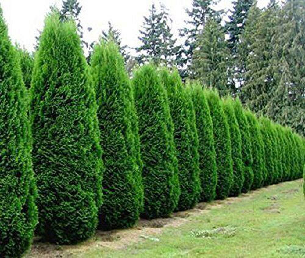 Emerald Green Arborvitae Tree ( Thuja ) - Live Plant - ( 1 QT ...