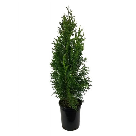 Emerald Green Arborvitae Tree ( Thuja ) - Live Plant, (TG)