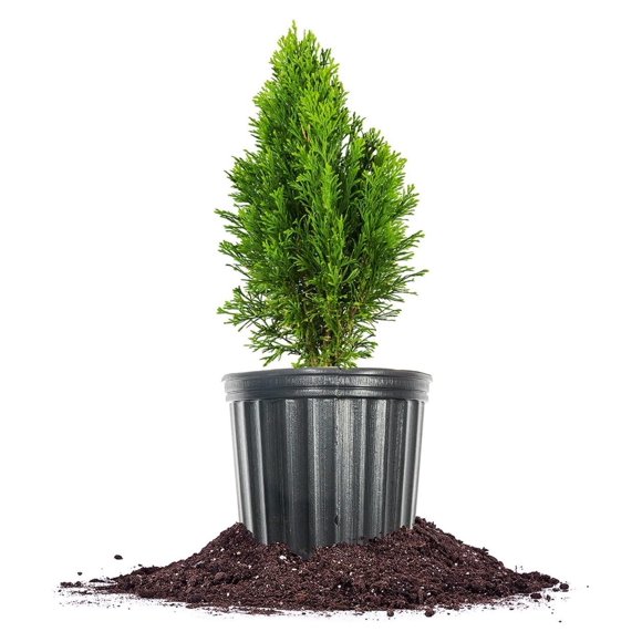 Height Emerald Green Arborvitae