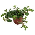 thumbnail image 1 of Emerald Green Sedum - Sedum spurium Makinoi - 2.5" Pot -Fairy Garden/House Plant, 1 of 2
