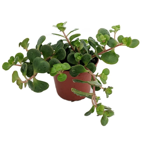 Emerald Green Sedum - Sedum spurium Makinoi - 2.5" Pot -Fairy Garden/House Plant