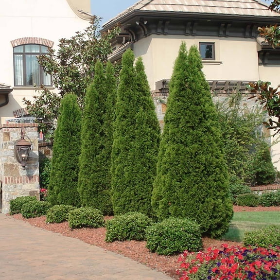 Brighter Blooms - Emerald Green Arborvitae, 4-5 ft. - No Shipping to AK, AZ, HI, OR