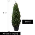 thumbnail image 1 of Direct Gardening Emerald Green Arborvitae Tree Live Evergreen Shrub, Grown in a 3-Gallon Pot, 3 Pack, 1 of 6