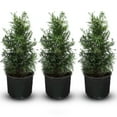 thumbnail image 1 of Direct Gardening Emerald Green Arborvitae Tree Live Evergreen Shrub, Grown in a 3-Gallon Pot, 3 Pack, 1 of 4