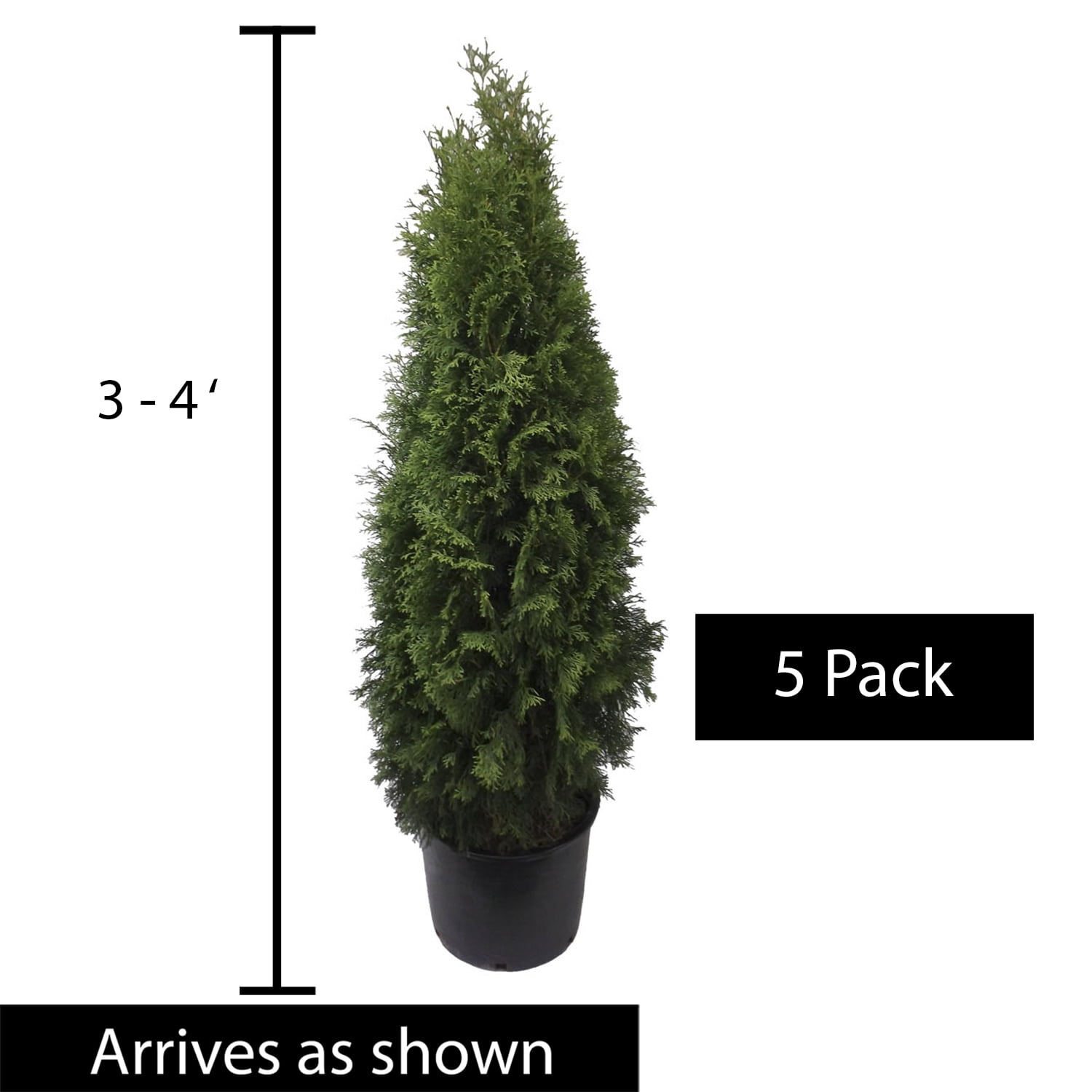 Emerald Green Upright Arborvitae Potted Evergreen Shrub (5-Pack)