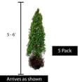 thumbnail image 1 of Direct Gardening Emerald Green Arborvitae Tree Live Evergreen Shrub, 5' to 6' Tall, 5 Pack, 1 of 6