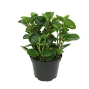 Emerald Isle Peperomia | Pet Safe Houseplant | 6in. Pot; Partial Sun | Element by Altman Plants
