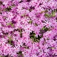 thumbnail image 1 of Emerald Pink Flowering Creeping Phlox, Spring Flowering Groundcover, bare root starter plant, 1 of 5