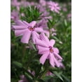 thumbnail image 1 of Emerald Pink Phlox Perennial - Live Plant - Quart Pot, 1 of 4