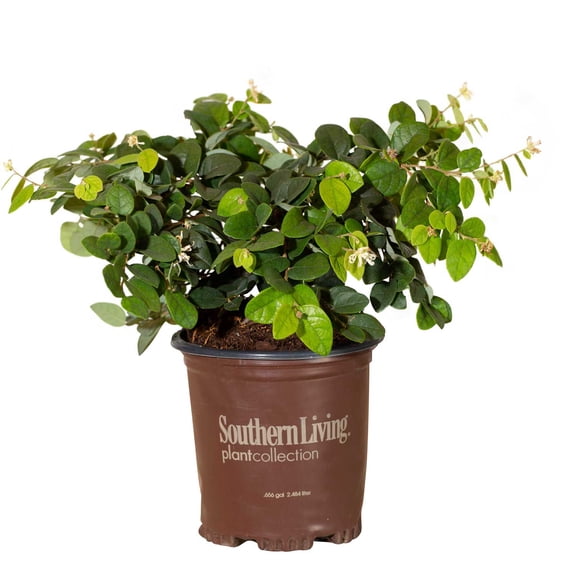 Southern Living Emerald Snow Loropetalum Live Shrub in 2.5-Quart Grower Pot