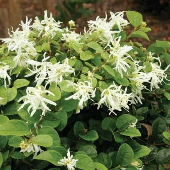 Southern Living Emerald Snow Loropetalum Live Shrub in 2-Gallon Grower Pot