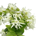 thumbnail image 1 of Emerald Snow Loropetalum – Compact Evergreen Shrub with White Blooms and Year-Round Foliage, 1 of 6