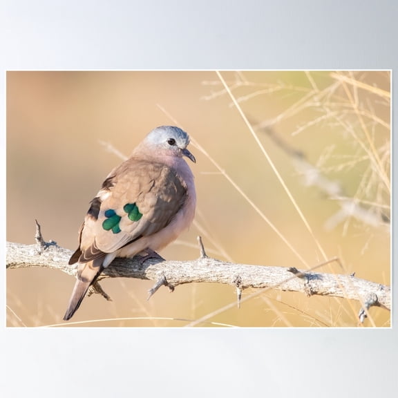 Emerald Spotted Wood Dove Poster Wall Art, Modern Wall Decor For Living Room Bedroom, 12x18 UNFRAMED