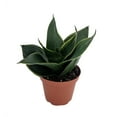 thumbnail image 1 of Emerald Star Snake Plant - Sansevieria - Almost Impossible to Kill - 3.7" Pot, 1 of 2