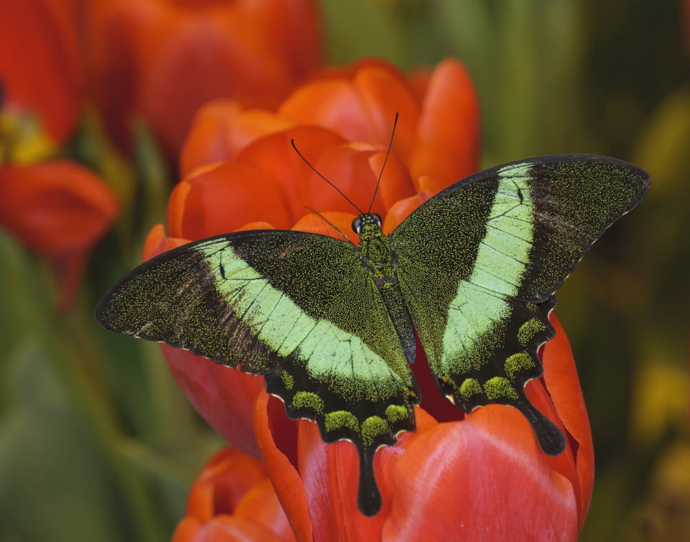 Emerald Swallowtail (Papilio palinurus) on spring tulips at garden display Saskatoon Saskatchewan Canada Canvas Art - Rebecca Grambo Design Pics (34 x 26)