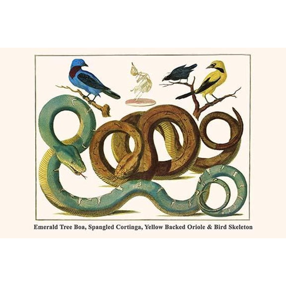 Emerald Tree Boa, Spangled Cortinga, Yellow Backed Oriole & Bird Skeleton-Fine Art Canvas Print (20" x 30")