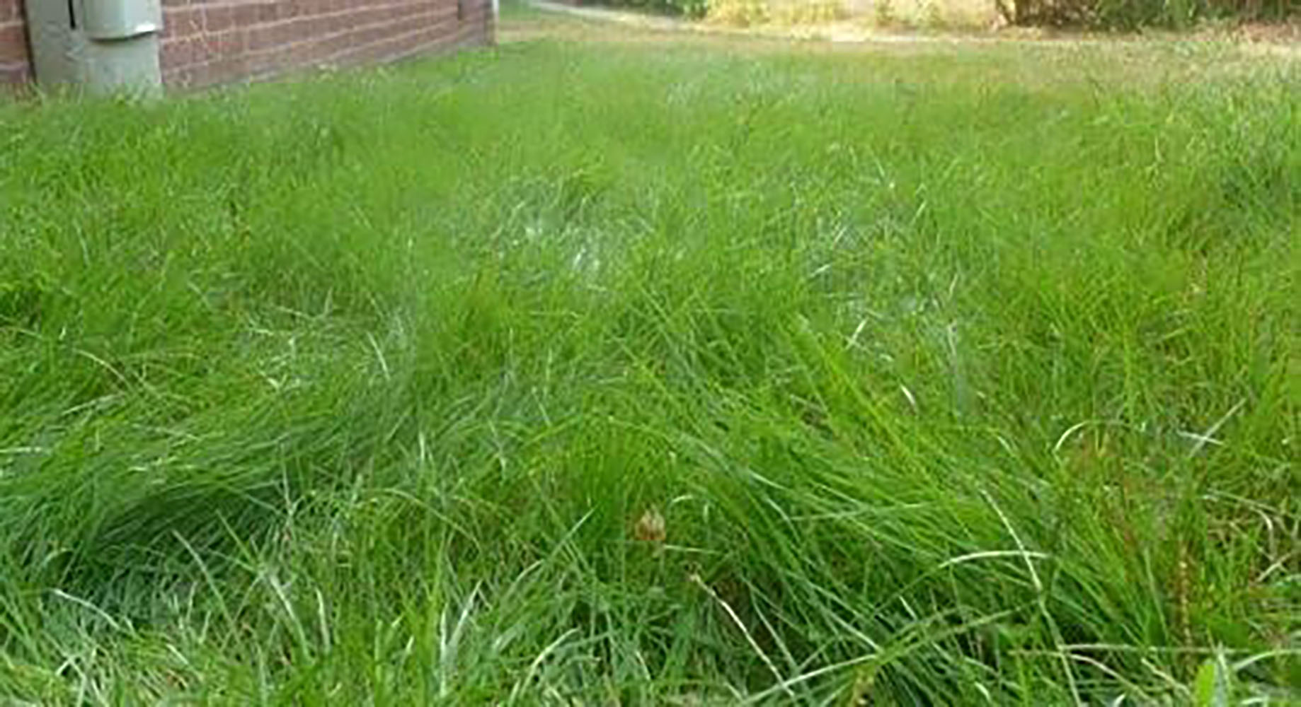 Emerald Zoysia Gras Seeds Emerald Zoysia Seeds Zoysia Grass Seeds 1/4lb