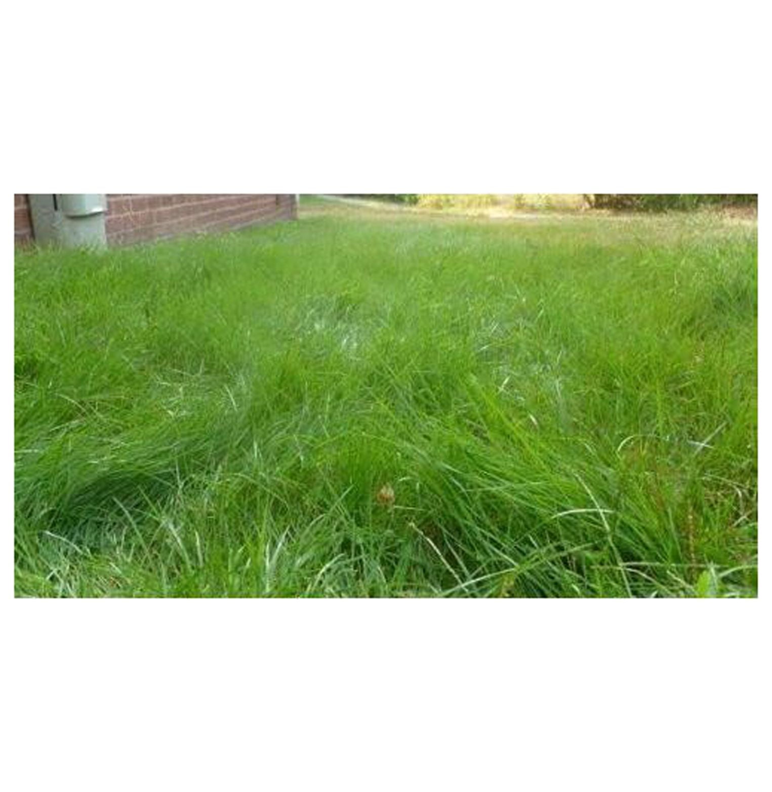 Emerald Zoysia Grass 1/2 lb Emerald Zoysia Seeds Zoysia