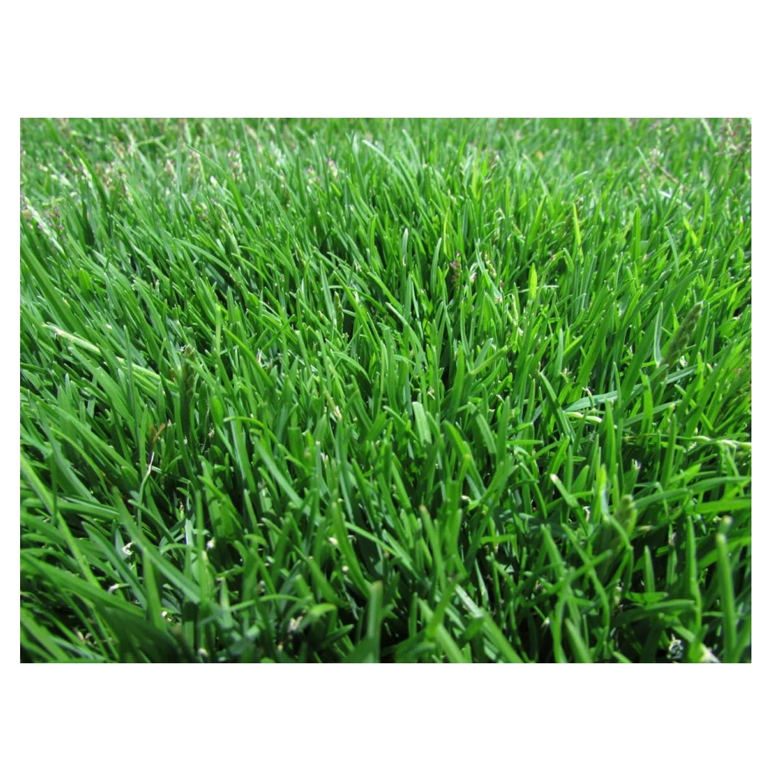 Emerald Zoysia (Zoysia Emerald) grass seeds1/8 lb