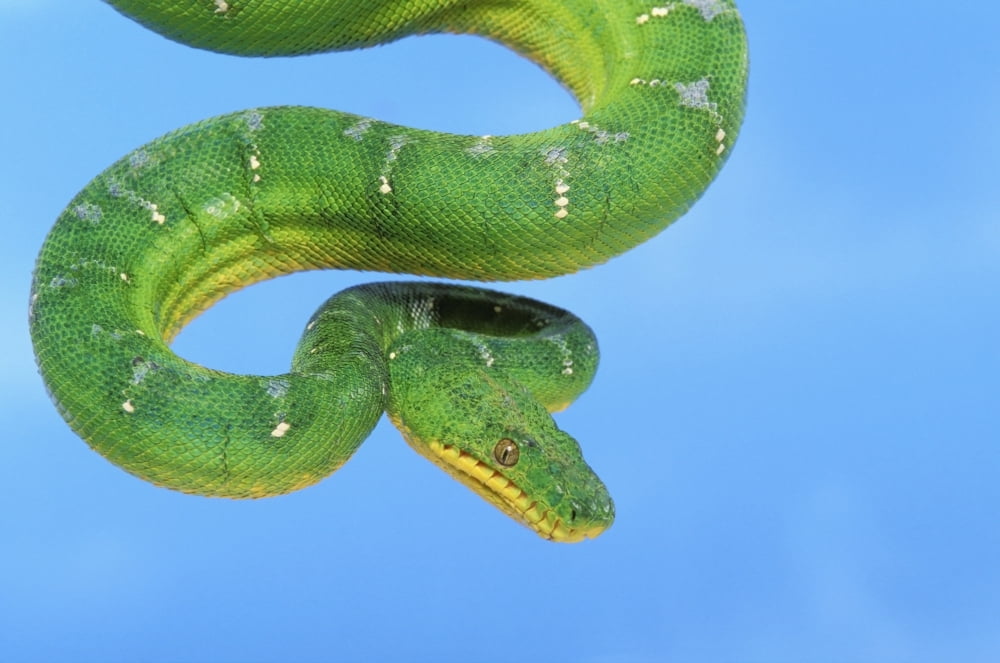 Emerald tree boa (corallus caninus) on a blue backgroundBritish columbia canada Canvas Art - Thomas Kitchin & Victoria Hurst Design Pics (19 x 12)