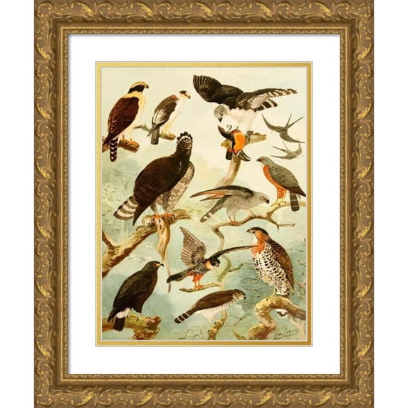 Emil August Göldi 11x14 Gold Ornate Wood Frame and Double Matted Museum Art Print Titled - Gaviao III (1900-1906)
