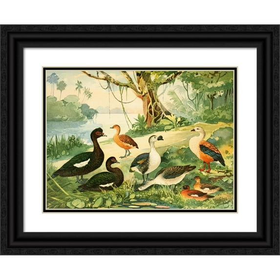 Emil August Göldi 18x14 Black Ornate Wood Framed Double Matted Museum Art Print Titled - Marrecao, Patos, Marrecas (1900-1906)