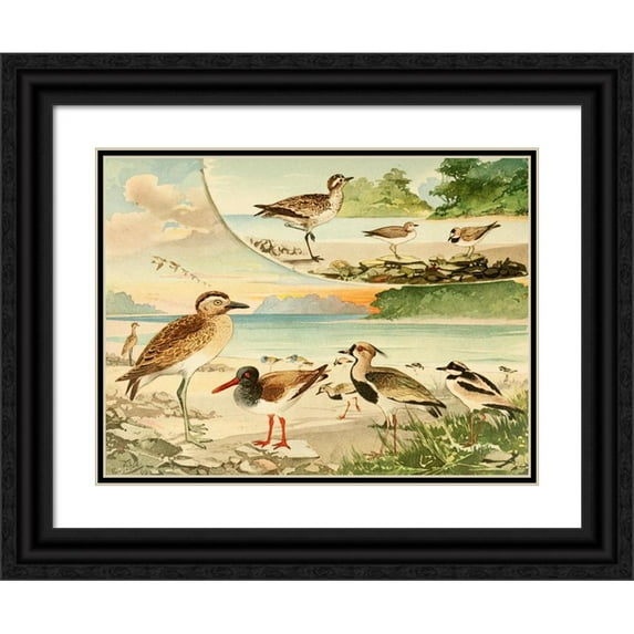 Emil August Göldi 24x19 Black Ornate Framed Double Matted Museum Art Print Titled: Teu-Teu, Pyru-Piru, Massaricos (1900-1906)