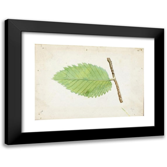 Emma Beach Thayer 24x18 Black Modern Framed Museum Art Print Titled - Jagged Leaf Edge Caterpillar