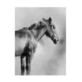 thumbnail image 1 of Emma Caroline 'Charcoal Equine Portrait I' Canvas Art, 1 of 1