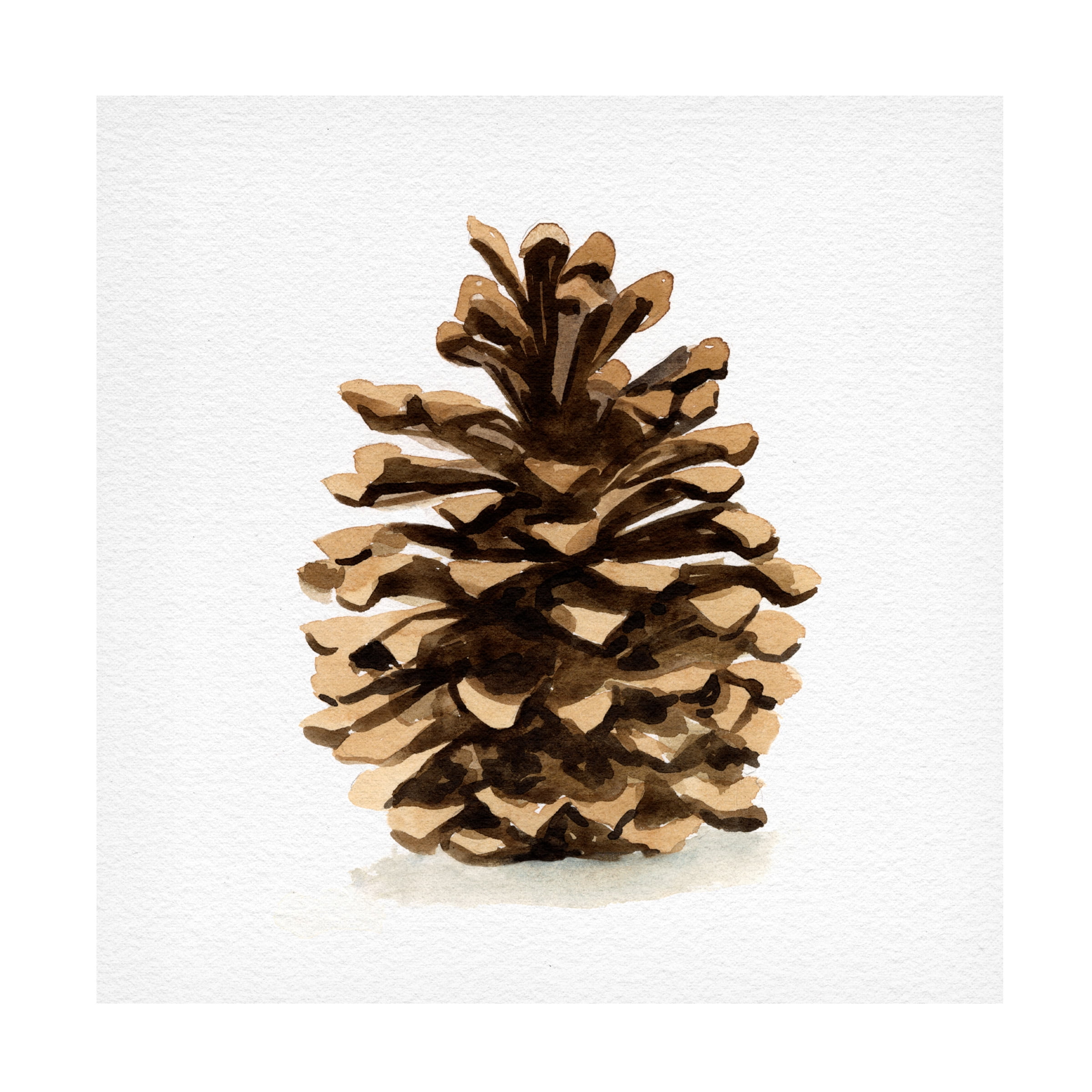 Emma Caroline 'Conifer Cone I' Canvas Art
