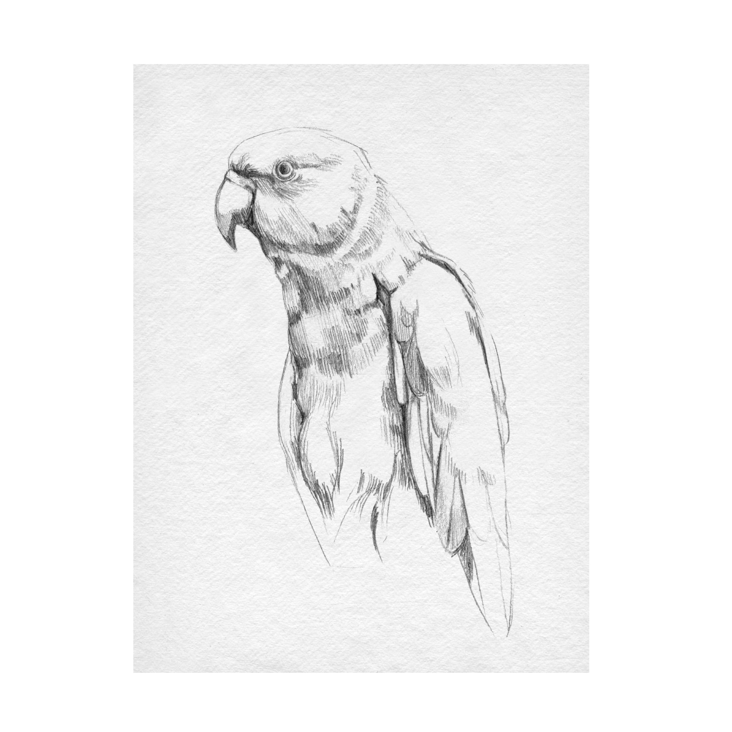Emma Caroline White and Grey Parrot Portrait Canvas Art