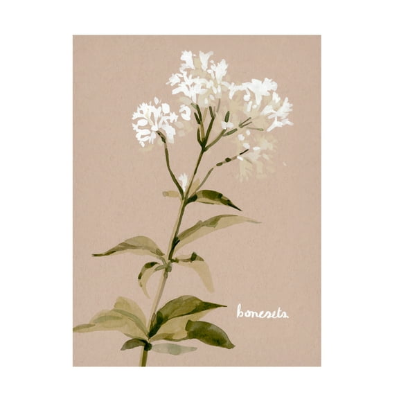 Emma Caroline 'White Bonesets I' Canvas Art