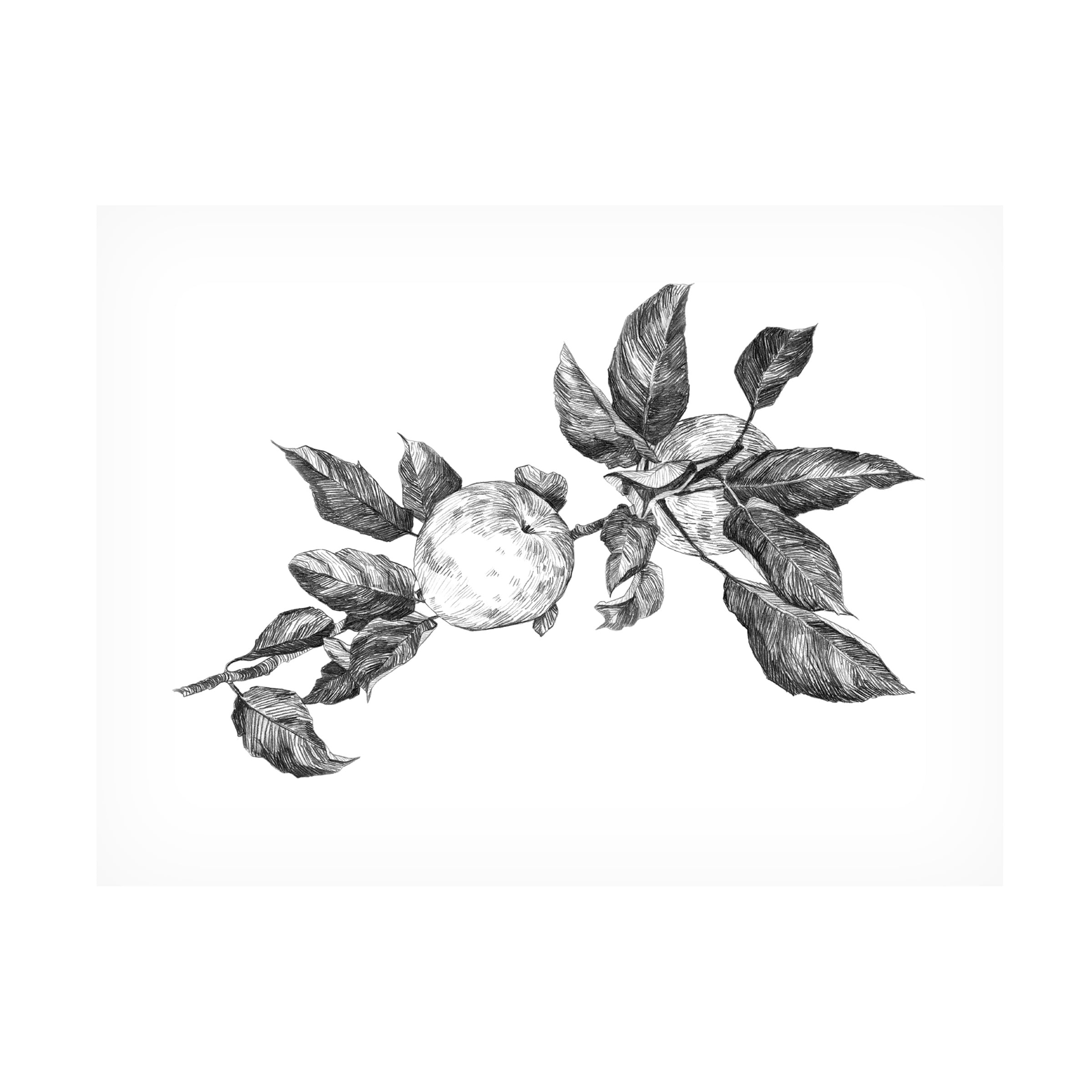 Emma Scarvey 'Apple Etching II' Canvas Art