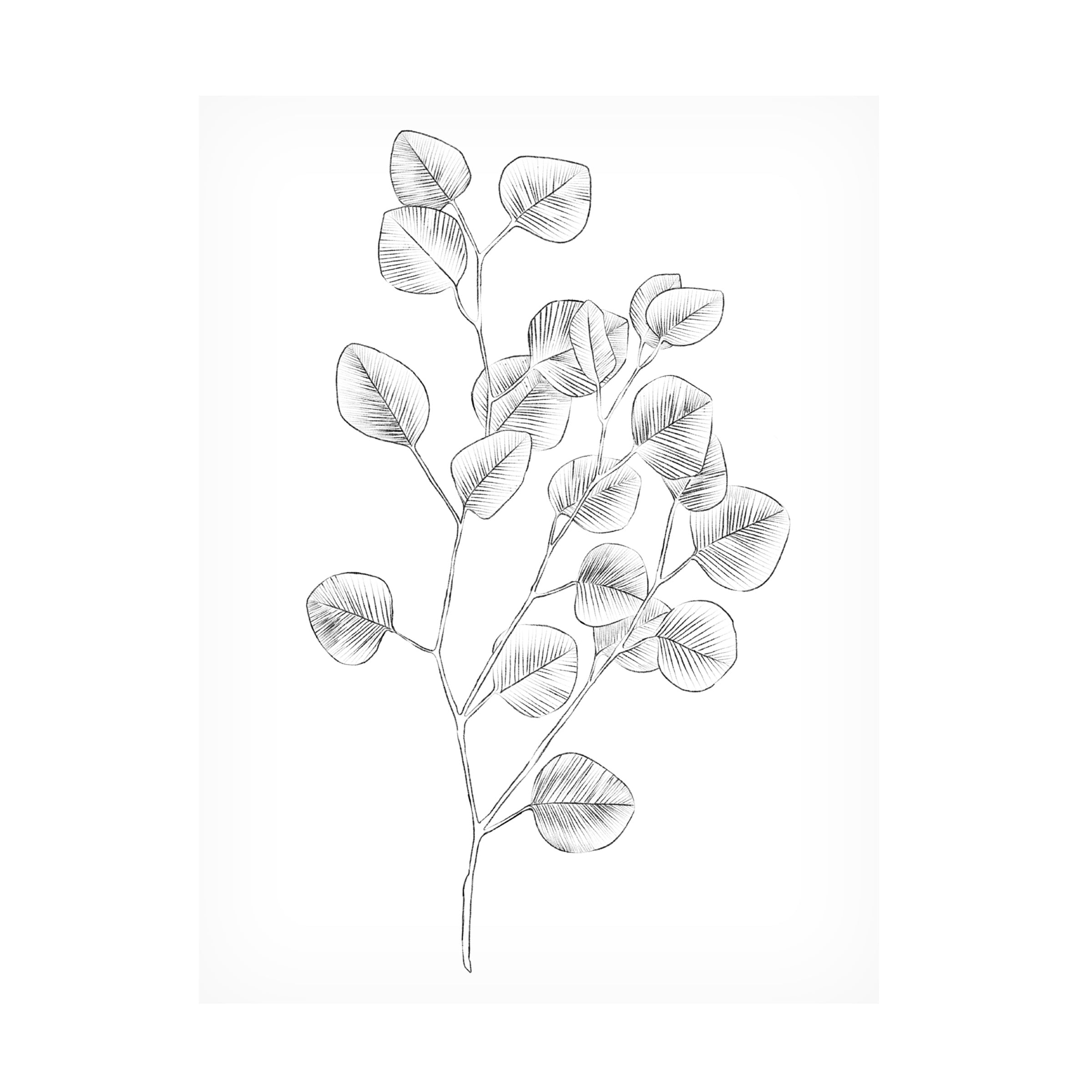 Emma Scarvey 'Eucalyptus Sketch III' Canvas Art