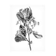 thumbnail image 1 of Emma Scarvey 'Hawthorn Berry Branch II' Canvas Art, 1 of 3