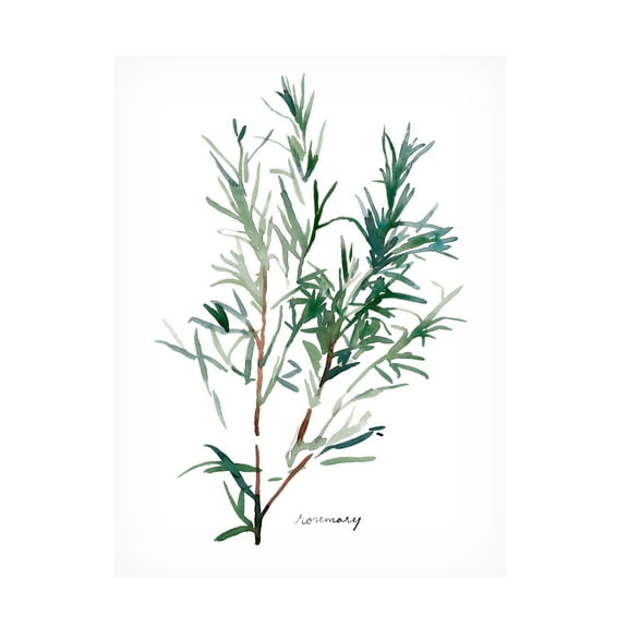 Emma Scarvey 'Herb Garden Sketches IV' Canvas Art